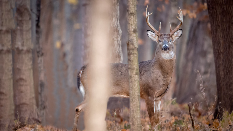 White-tailed deer buck amidst forest