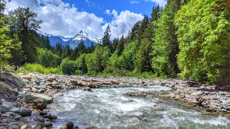 water, trees, and mountain views in Alice Lake Provincial Park, Canada