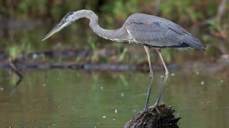 Blue heron in Black Marsh at North Point State Park