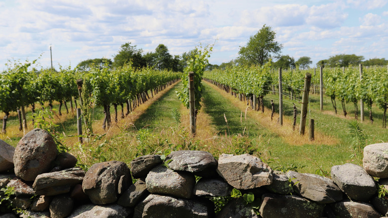 Sakonnet Vineyard in Rhode Island
