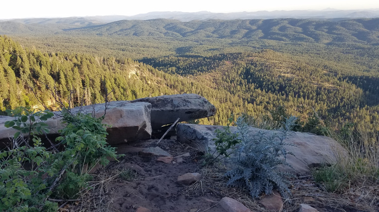A view of pine forest from the Mogollon Rim in Arizona