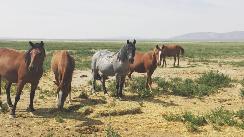 Mustang horses at Mustang Monument, Wells, Nevada.