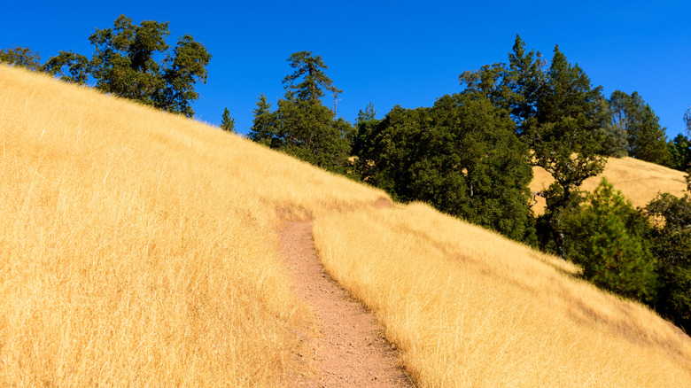 Empty hiking trail in Henry W. Coe State Park