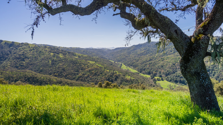 Green field and old tree in Henry W. Coe State Park