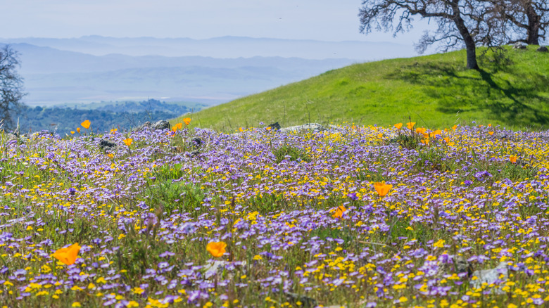 Wildflower meadow in Henry W. Coe State Park