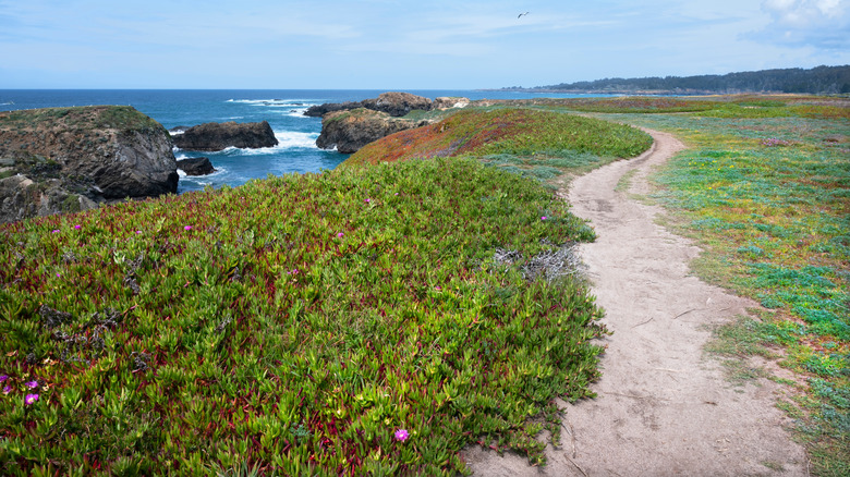 A hiking path crosses the bluffs of the Mendocino Headlands State Park