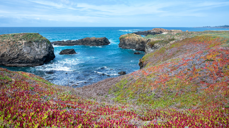 Coastal meadows clump along the clifftops at the Mendocino Headlands State Park