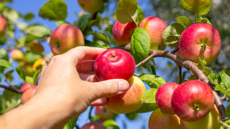 A person's hand reaching out to pick a ripe apple off of an apple tree