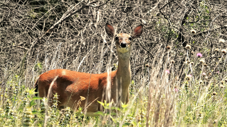 White-tailed deer at Lake Ray Roberts State Park, Pilot Point, Texas
