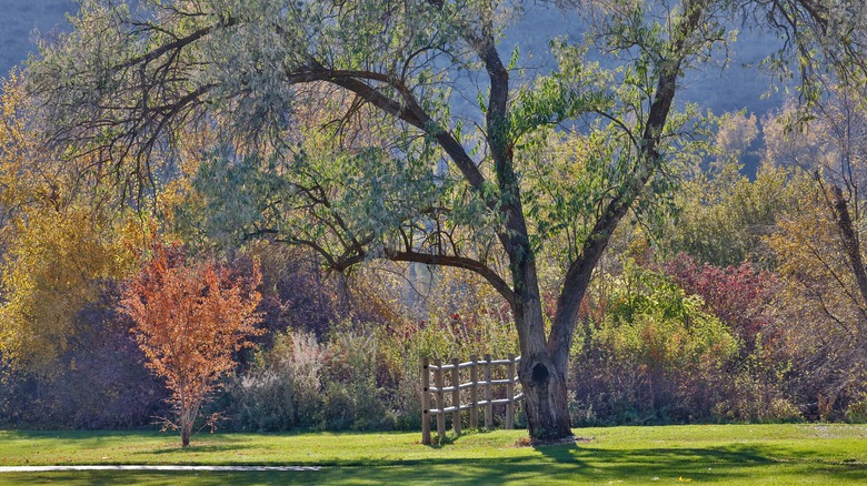 Fall colors at Pearrygin Lake State Park