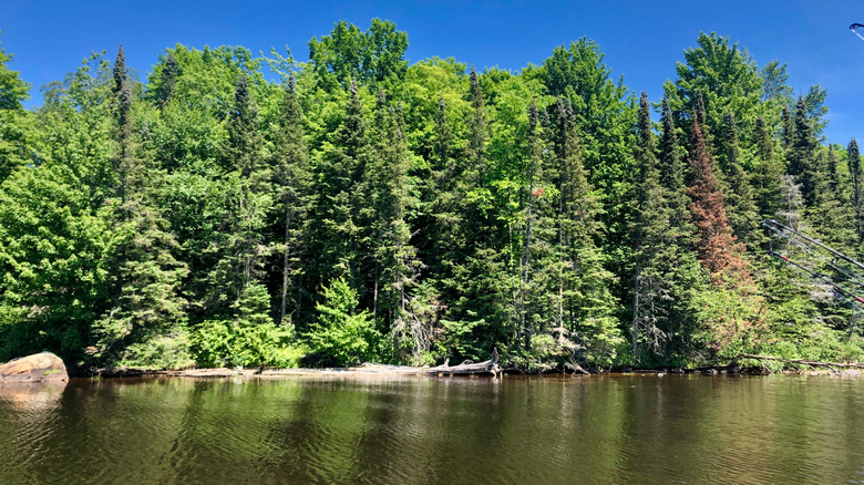 Fishing rods and shoreline along Turtle-Flambeau flowage