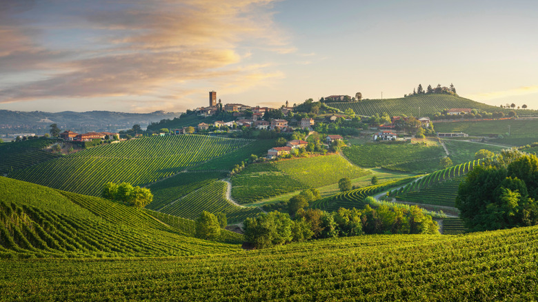 A hill town surrounded by vineyards