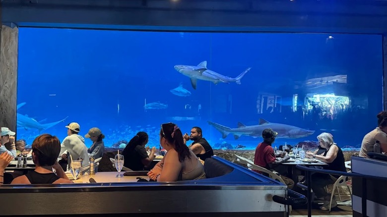 View of shark aquarium at Sharks Underwater Grill and Bar