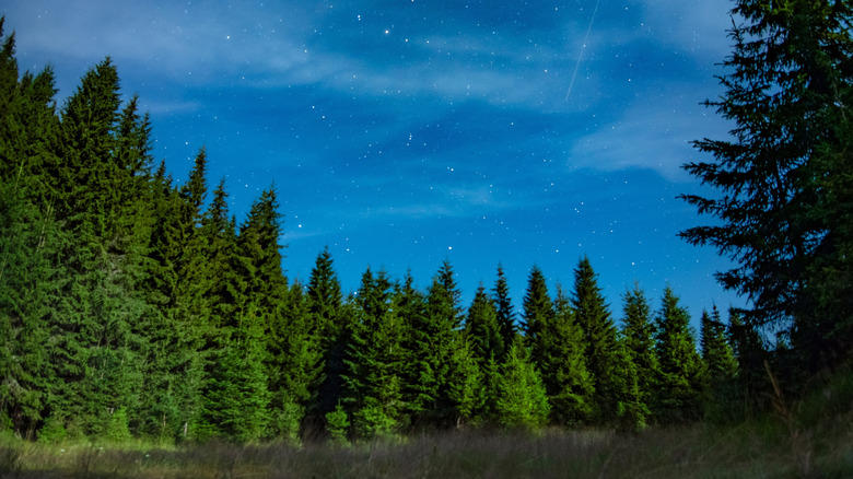 stars above pine trees at Black Hills National Forest in South Dakota