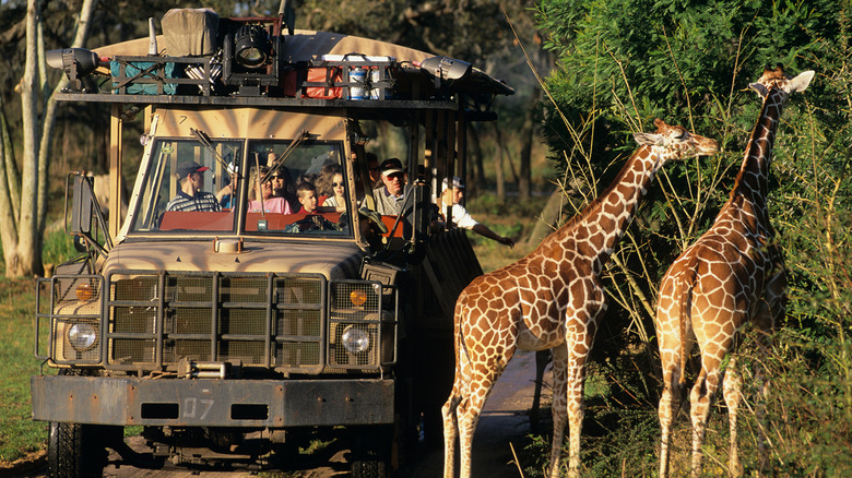 A safari bus passing giraffes in Disney World's Animal Kingdom park
