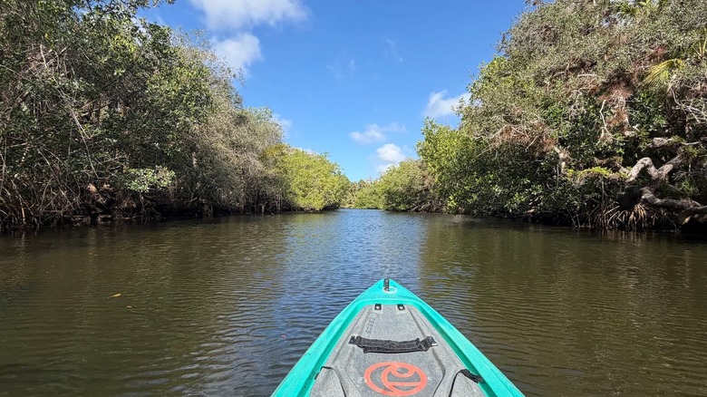 Kayak views of Estero Bay's mangroves in Florida