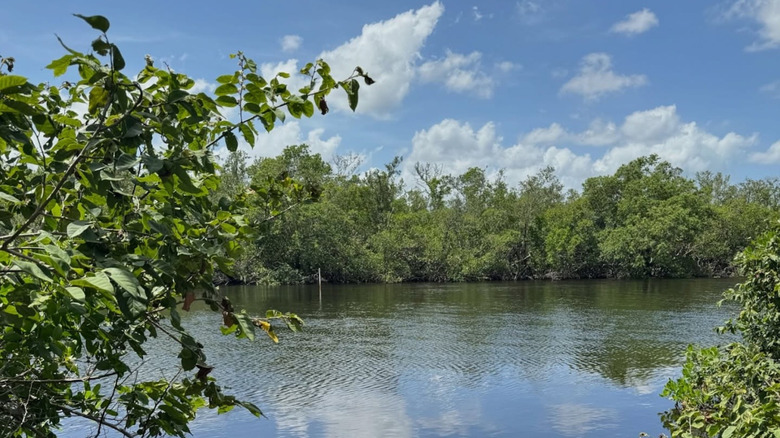 Water view of Estero Bay Preserve State Park