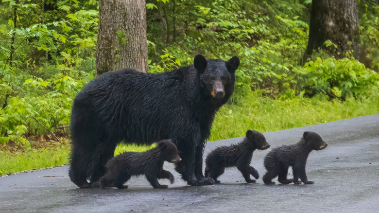 A mother black bear crosses the road with her three cubs in Great Smoky Mountains National Park.