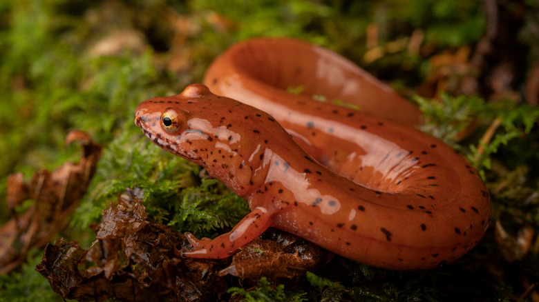 A Blue Ridge spring salamander sitting on a mossy rock in Great Smoky Mountains National Park