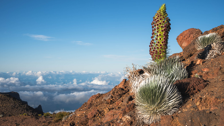 Haleakalā silversword blooming on the volcanic slope in Haleakalā National Park