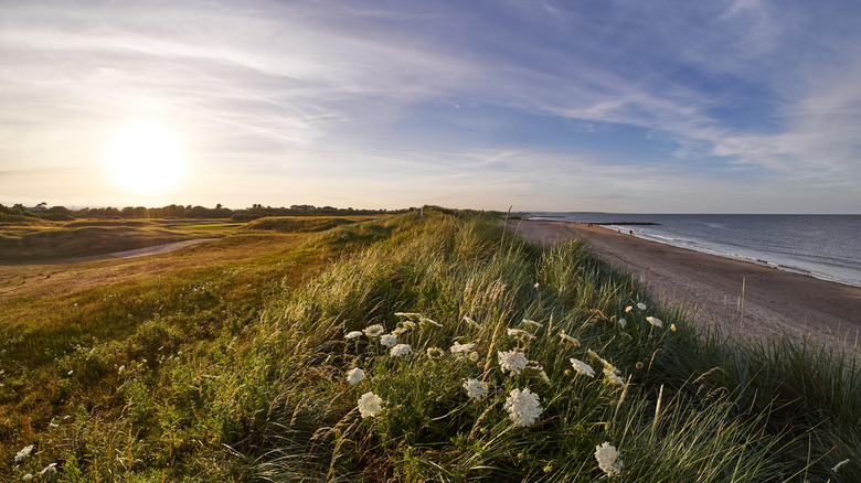 Panoramic view of a Rosslare golf club on the left separated from the Irish Sea by a grassy sand dune with wildflowers