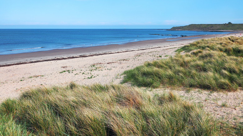 Grassy sand dunes back the shore at Rosslare Strand beach in Rosslare, Ireland in County Wexford