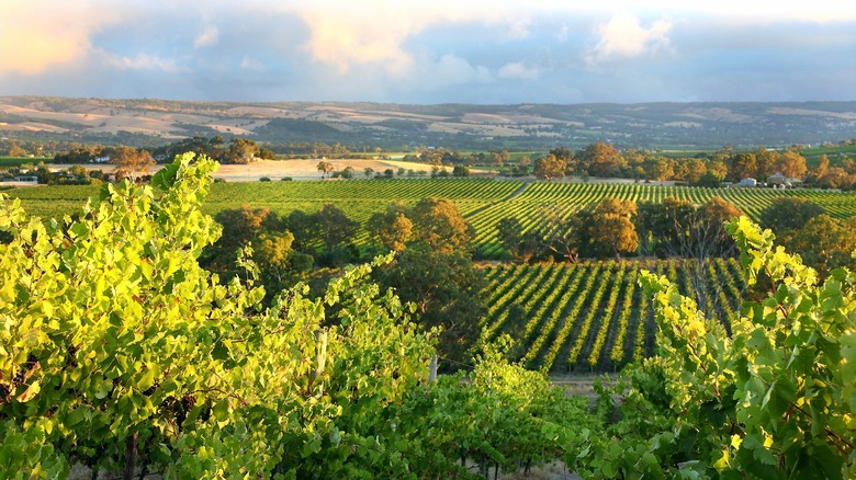 Grapevines in the McLaren Vale with a lush vineyard in the distance