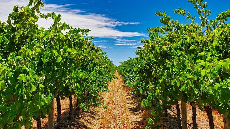 View looking between rows of grape vines.