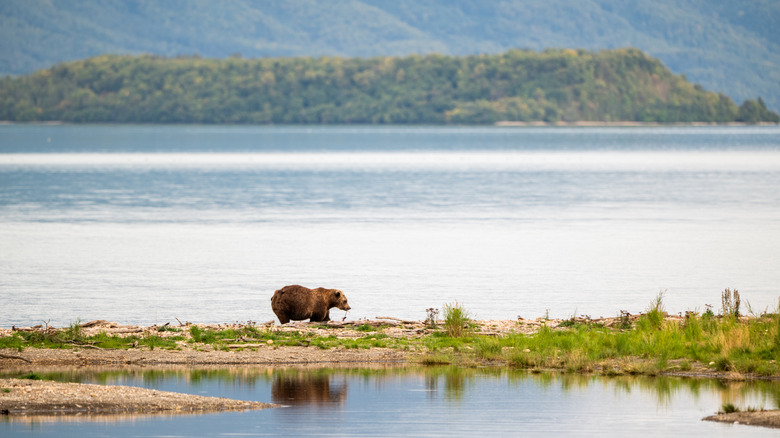 An Alaskan brown bear feeding on salmon at Naknek Lake in Katmai National Park, Alaska