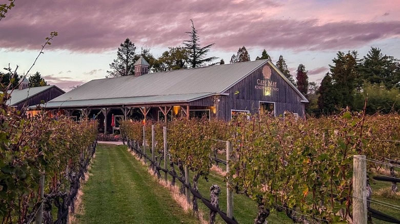 Vineyard view of the Cape May Winery & Vineyard in New Jersey