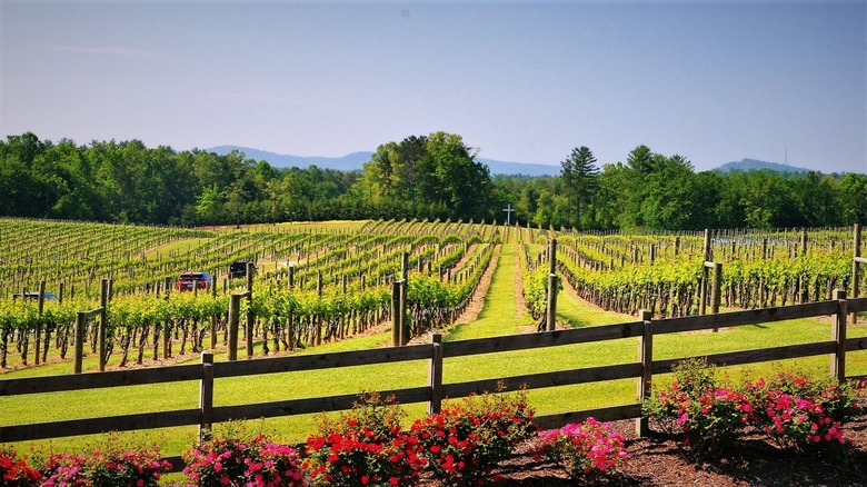 Rows of vineyards with mountains in the background at Burntshirt Vineyards near Hendersonville, NC.