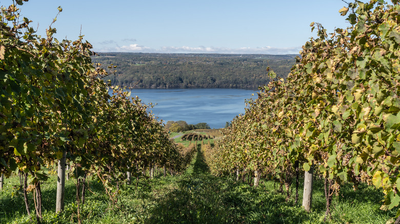 A vineyard near Seneca Lake in New York's Finger Lakes Region