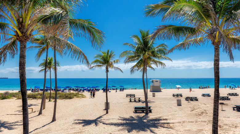 Palm trees and beach umbrellas at Fort Lauderdale, Florida