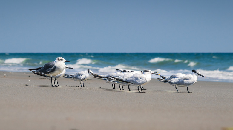 Seagulls on Holden Beach, NC