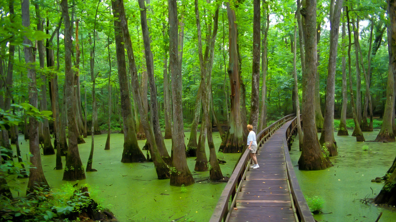 Person standing on a raised boardwalk on the Natchez Trace, Mississippi