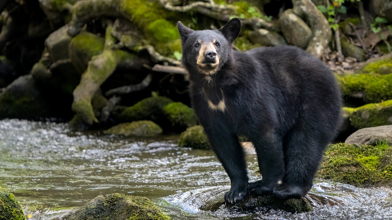 A black bear stands by a stream in the Great Smoky Mountains National Park