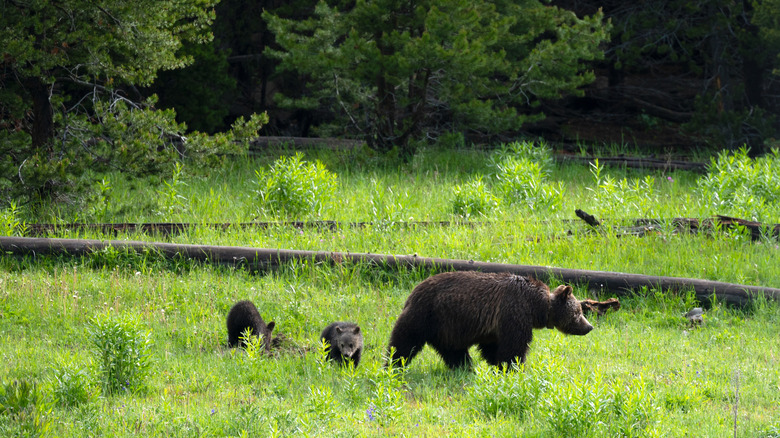 A family of black bears cross a meadow in the Yellowstone National Park
