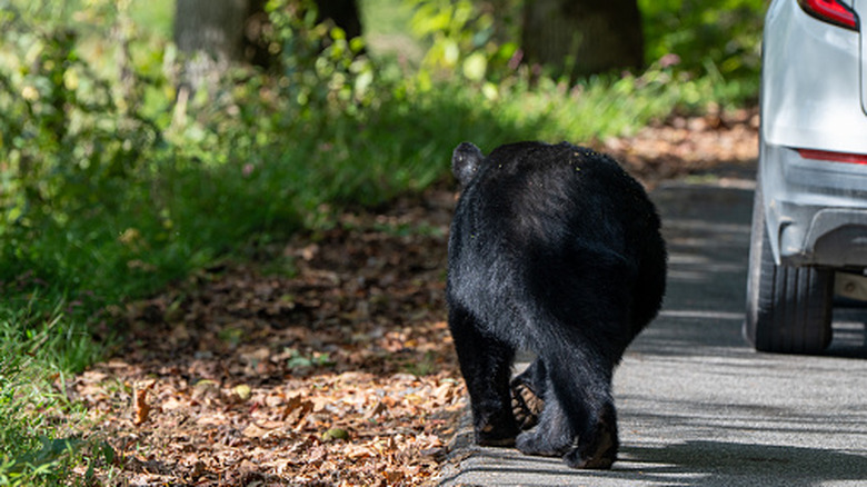 A black bear walks beside a car in the Cades Cove area of the Great Smoky Mountains National Park