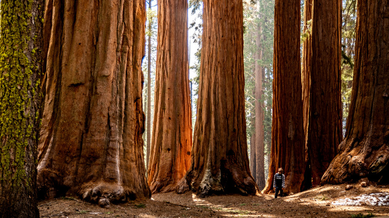 Man stands in middle of a Sequoia grove, highlighting the trees' massive trunks