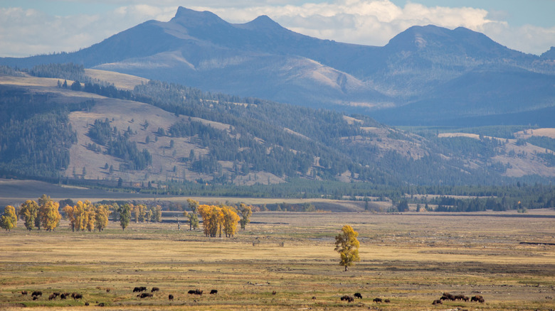 A quiet scene in Yellowstone National Park overlooked by towering mountains and hills dotted with trees