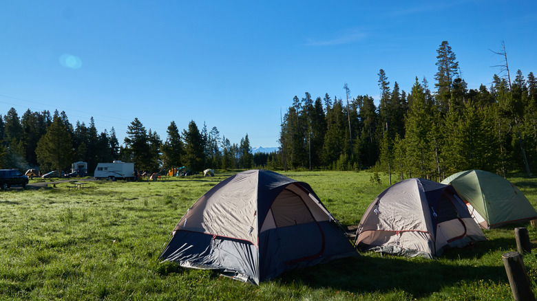 Three small tents next to each other on a campsite in Yellowstone National Park under a bright blue sky
