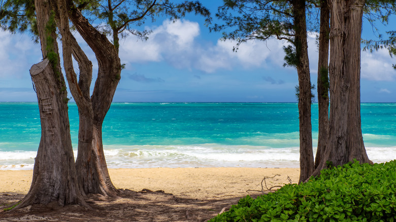 View of Waimanaloi Beach with trees