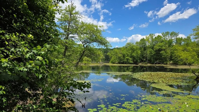 Trees and the water at Piney Orchard Nature Preserve