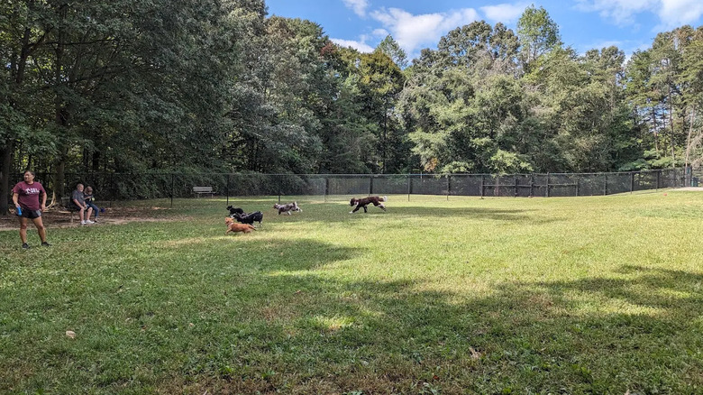 Dogs playing at Towsers Branch Park