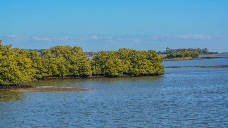 mangroves and water in Cedar Key National Wildlife Refuge