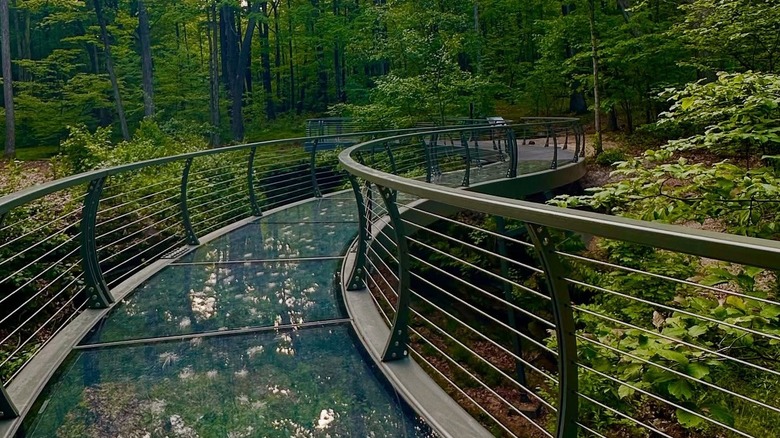 A winding glass-bottomed walkway in Nelson-Kennedy Ledges State Park, Ohio