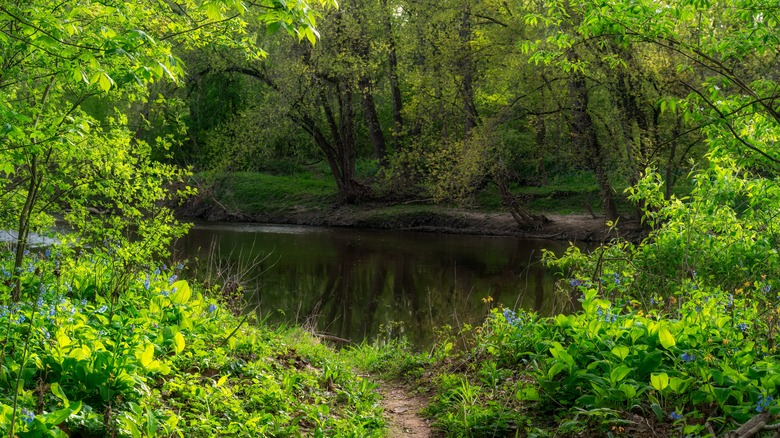 A view through blooming bluebells at Three Creeks Metro Park in Groveport Ohio