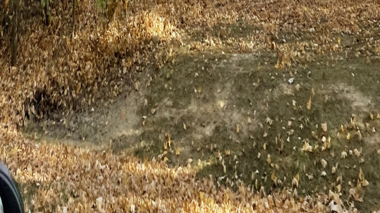 Beautiful tree coverage at Blacklick Woods Metro Park near Columbus, Ohio