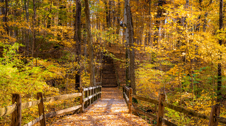 A path along Columbus' Blendon Woods Metro Park during peak color in late October