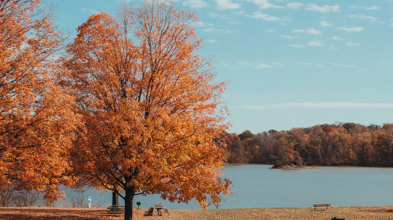 A.W. Marion State Park's Hargus Lake, near Circleville, OH in the Fall